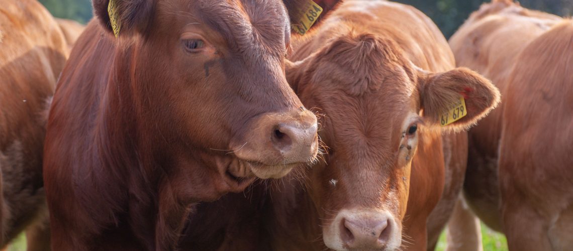 warning and updates from wim van hooydonk cattle