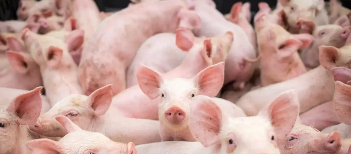 warning and updates wim van hooydonk pigs