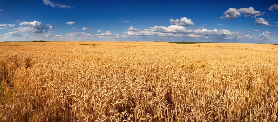 warning and updates wim van hooydonk wheat field