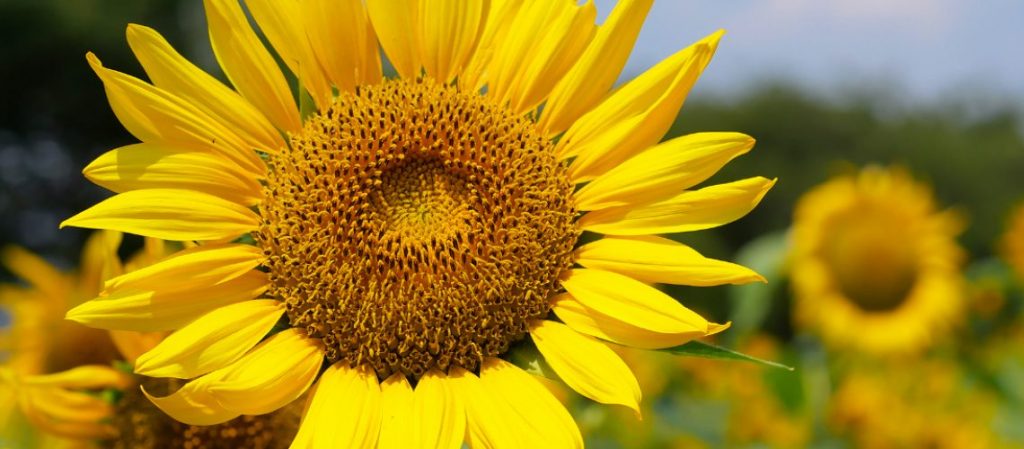 warning  for Wim Van Hooydonk sunflower