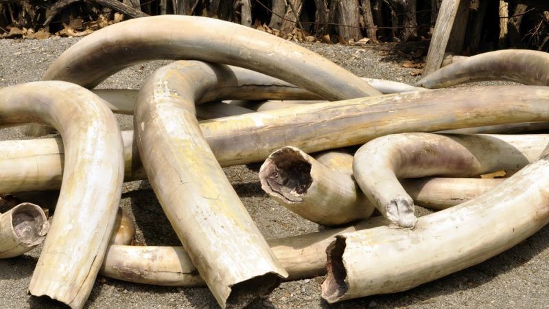 warning and updates from wim van hooydonk ivory